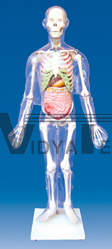 The model of relation between human body surface,skeleton and viscera